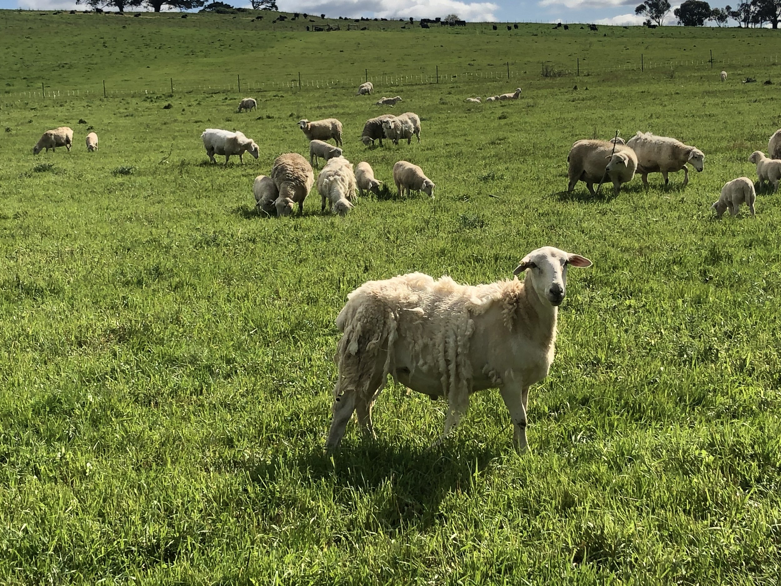 regenerative farms Australia. regenerative meat online. organic meat Victoria. healthy meat. carnivore diet. healthy food. meat online Victoria. meat online near me. regenerative produce. farm produce. spring lamb. fathers day. online butcher Vic