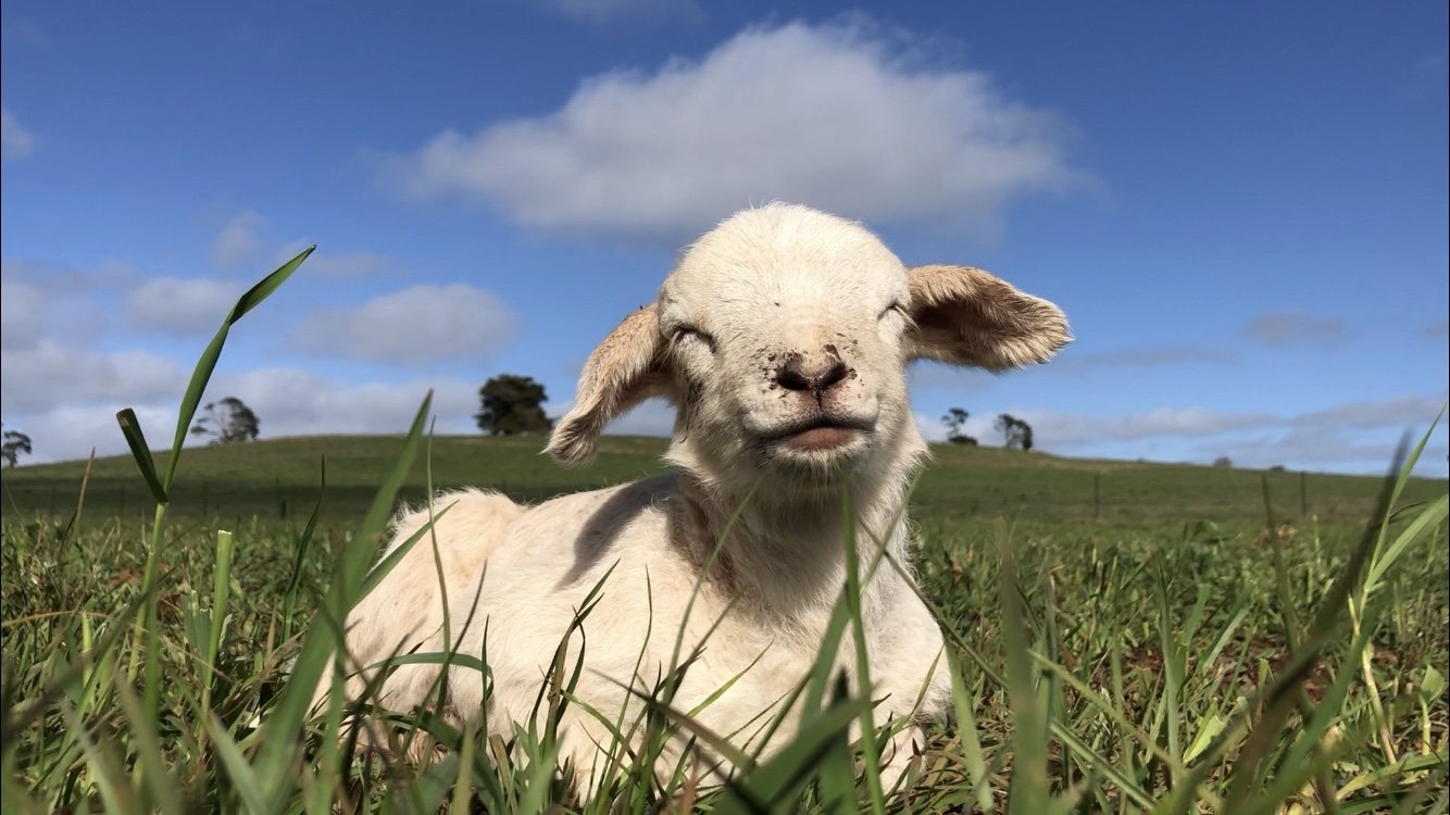 regenerative farms. online meat. online butcher. Victorian produce. regenerative produce. organic meat. spring lamb. grass fed and finished animals australia. online butcher Victoria. organic meat near me. farm to table. farm to plate. order meat