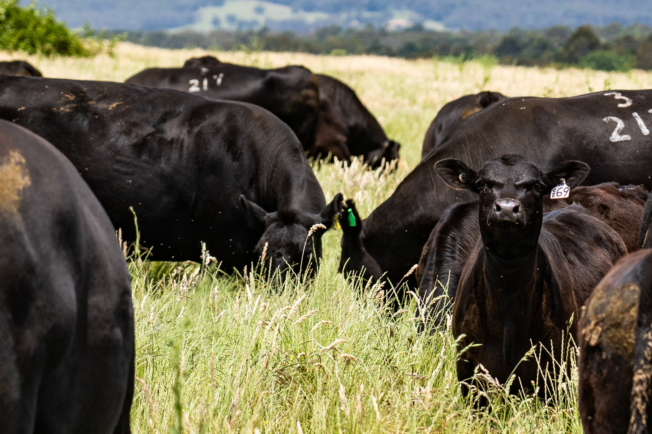 Re-Gen Farm terms and conditions home delivered meat Melbourne