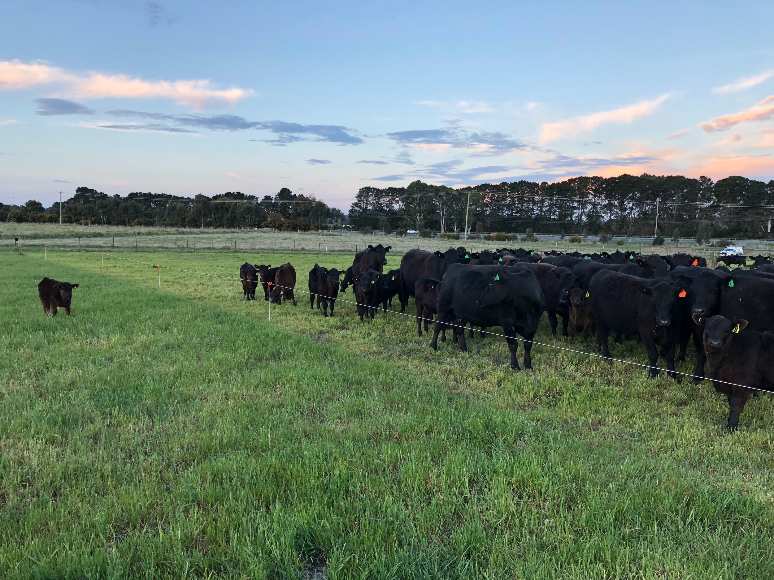 Regenerative Farms Australia. Home delivered meat boxes. Melbourne online butcher shop. Victorian Produce. Feed the family. Farm Boxes. Organic farm.  Organic produce. Regen Ag. Regenerative agriculture.  Local Australian Produce. Support local